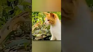 cat V/S snake Fight shorts video #shortsfeed #shorts #cat #viral