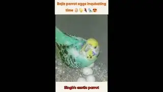 bajiz parrot eggs inqubating time 🥚🐤🦜💖#shorts #youtube #youtubeshorts #new #ytshorts #
