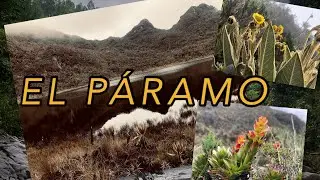 PARAMO ANDINO 4k