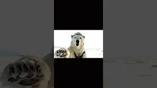 Polo Making his home | Funny clips #bigfoot  #funny #veo3 #yeti