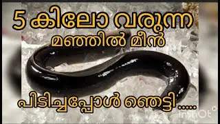 5 കിലോ യുടെ മഞ്ഞിൽ മീൻ I Cook media prasad