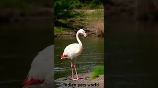 Greater flamingo 🦩 #shorts
