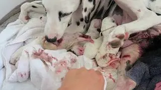 My Dalmatian Gives Birth to 7 Puppies (explicit)