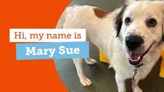 #adoptabledog Meet Mary Sue!