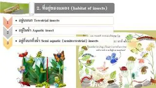INsect 020 Habitat