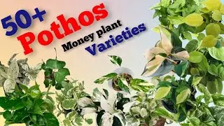 50+ Pothos varieties || pothos/money plant identification||Pinkish Paradise