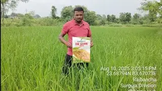 INDIGROW 1155 इंडिग्रो 1155 धान