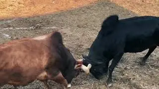 bull fight nuwakot 