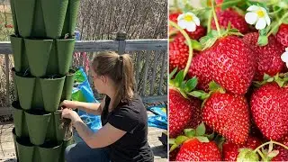 Planting Bare Root Strawberries In Greenstalk Planters! | Simply Bloom