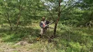 MODERN FARMING HACK: SMART WAY TO PRUNE PINE TREES WITH CHAINSAW - Agriculture Tools