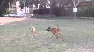עמית כלבה
