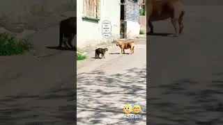 100 Craziest Animal Fights of All Time 2023