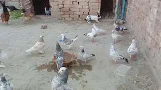 how  to  catch dove /dove trap /how  to  catch  a birds #kabootar #dove #azipigeon