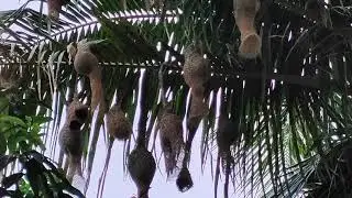 like Eco Tourism at home