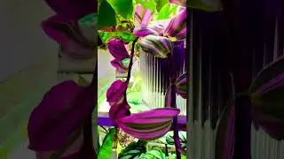 Indoor Garden on Rainy Fall Day #garden #gardening #indoorplants #pottedplants #plants