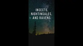 Relaxing Nighttime Sounds of Insects, Nightingale, and Ravens. Milky Way, Rural Setting Video