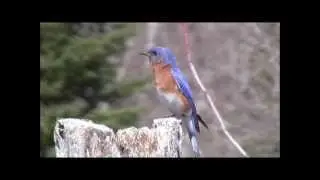 Merle bleu de l'est