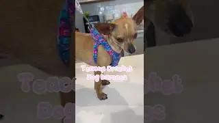 Вязаная шлейка для собак в виде чашки🎀