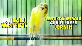 Ini baru masteran KENARI cengkok mewah, bikin kenari PAUD dan BAHAN cepat gacor dan juara - AUDIO