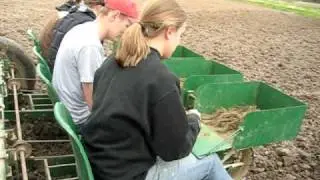Strawberry Planting