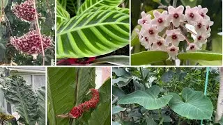 Allan Gardens - Hoya, Cacti, alocasia and more tropical plants 💚