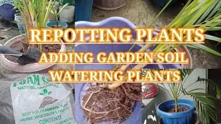 Maglipat ng Halaman sa Paso/ Repotting/Adding Garden Soil/ Watering Plants