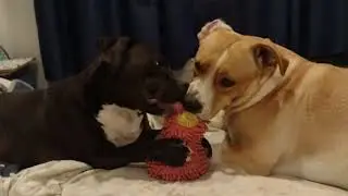 Pitbull girls play with toy super cute!