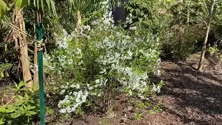 Sweet Sour cherry bush