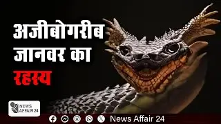 News Affair24 : अजीबोगरीब जानवर का रहस्य | The Mystery of the Strange Animal | Breaking News Hindi
