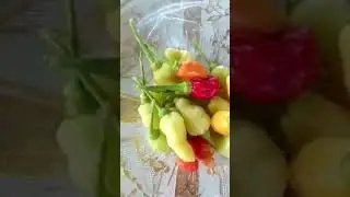 Fresh colorful chili from the garden | Jessica Tanon #shorts