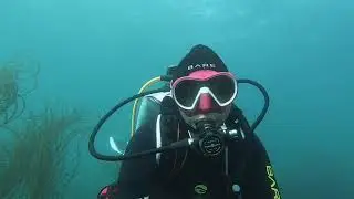 Scuba Diving Hope Cove Devon