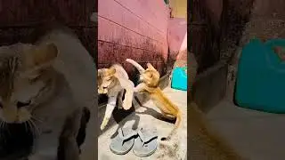 cat fight scene|slow motion|kitten fight #cat#kitten #shorts