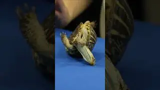 How Strong is a Turtle Shell?