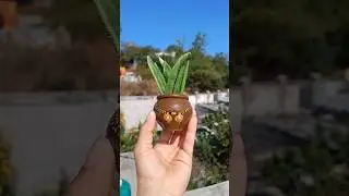 संक्रांतीसाठी सोपी DIY सजावट|| DIY Pot Decoration for Sankranti|| #diy #decoration #easy #shorts