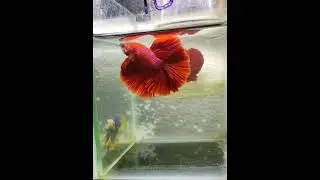 red half moon betta 🔥 #shorts