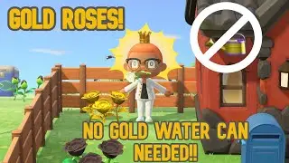 How to get gold roses animal crossing new horizons| WITHOUT GOLD WATERING CAN