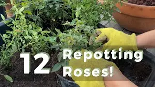 Quiet Evening in the Garden | Repotting 12 Mini Roses + Dividing Succulents