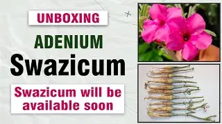 Many Swazicum received today | Dark Swazicum | Swazicum will be available soon @terracegardeningart