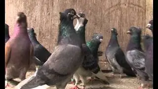 Меја