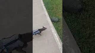 Turtle Crossing