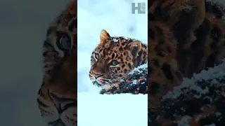 Endangered Animals Of Nepal 😱 #goviral #nepali