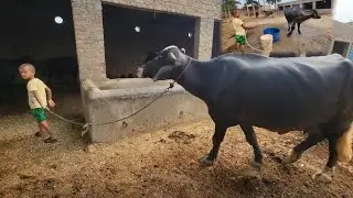 Bathing buffalo vlog | Village routines work || Chacha Bhatija