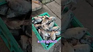 உயிர் ஜிலேபி 🐟#fish #fresh #sale #shorts #subscribemychannel