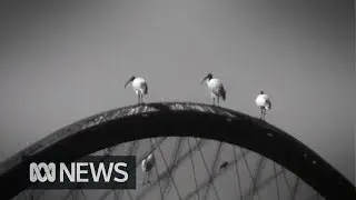 Taronga Zoo's ibis relocation program to Sydney Harbour (1973) | RetroFocus