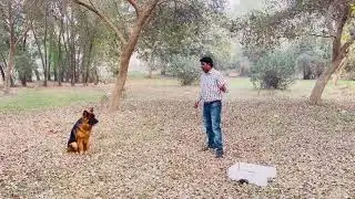 Advanced Dog Training جدید ڈاگ ٹریننگ