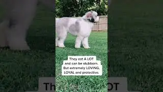 poodle dog standard videos :Owning a St Berdoodle Mutt! #sbd #pupoftiktok    #mygirl #floof #fluffy