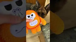 Bark Box Fan #gsdpup #puppy #gsdpups #dog #gsd
