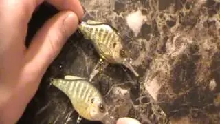 Koppers Live Target Pumpkinseed: High Quality Lures
