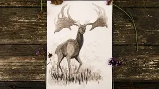 Indian Ink Sketch - The Largest Deer That Ever Lived