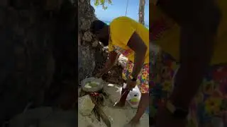 Beach day cookout in #RoatanHonduras #tiktok#short